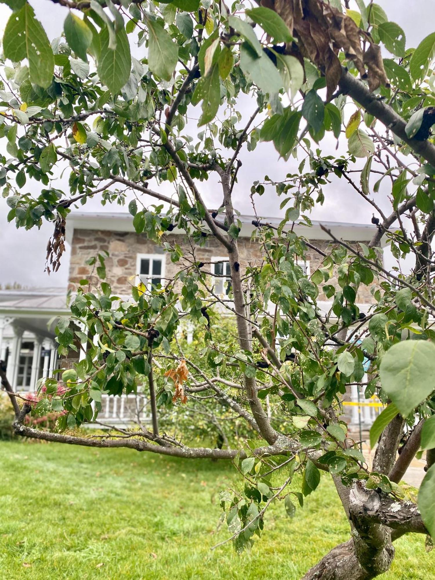 Belle Maison Avec Vue Sur La Riviere LʼAnse-Saint-Jean المظهر الخارجي الصورة